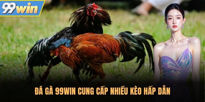 Đá gà 99Win cung cấp nhiều kèo hấp dẫn