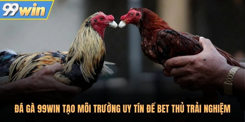 Đá gà 99Win tạo môi trường uy tín để bet thủ trải nghiệm