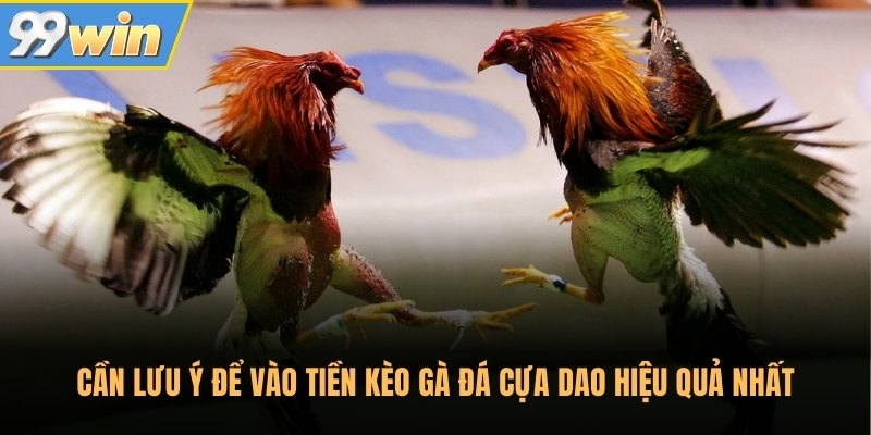 Cần lưu ý để vào tiền kèo gà đá cựa dao hiệu quả nhất
