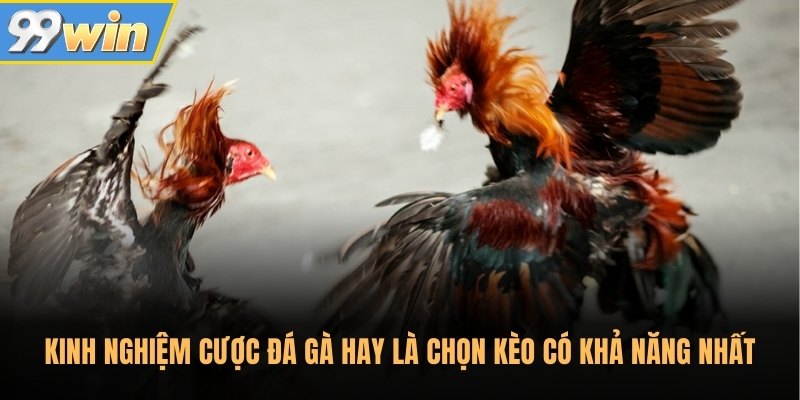 Kinh nghiệm cược đá gà hay là chọn kèo có khả năng nhất Kinh nghiệm cược đá gà hay là chọn kèo có khả năng nhất
