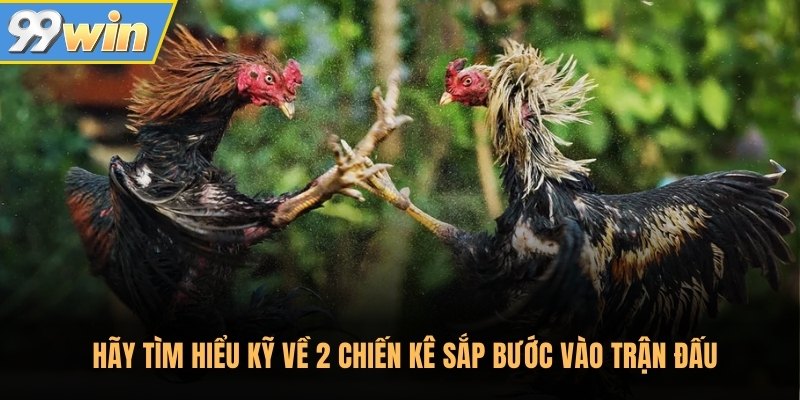 Hãy tìm hiểu kỹ về 2 chiến kê sắp bước vào trận đấu Hãy tìm hiểu kỹ về 2 chiến kê sắp bước vào trận đấu